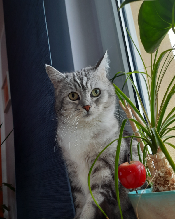 Missing Cat - Auerbach