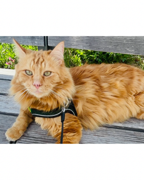 Missing Cat - München