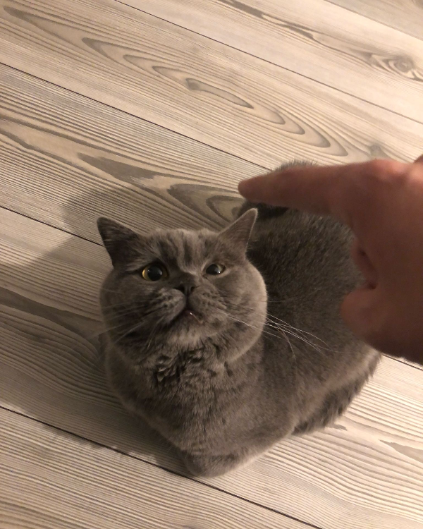 Missing Cat - Lahr/Schwarzwald