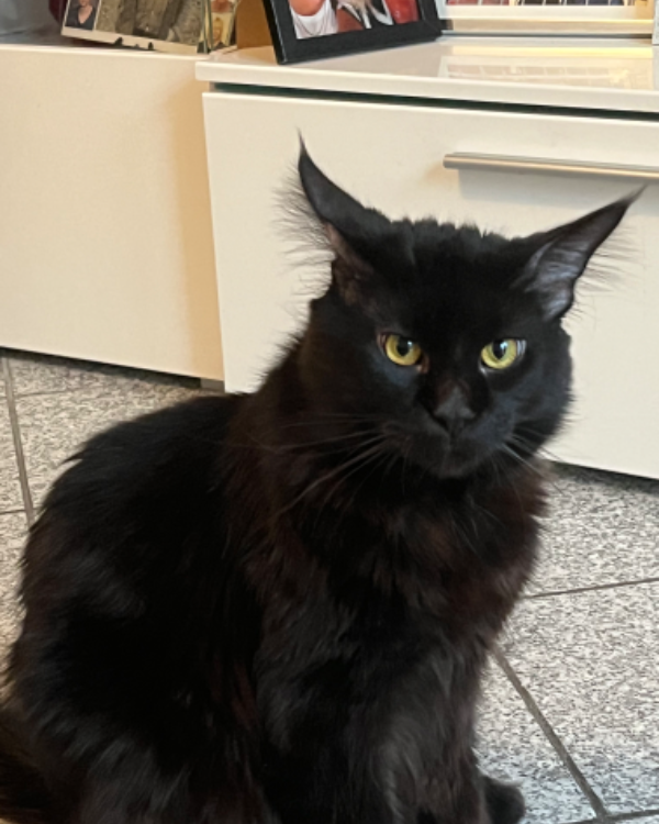 Missing Cat - Neustadt an der Aisch
