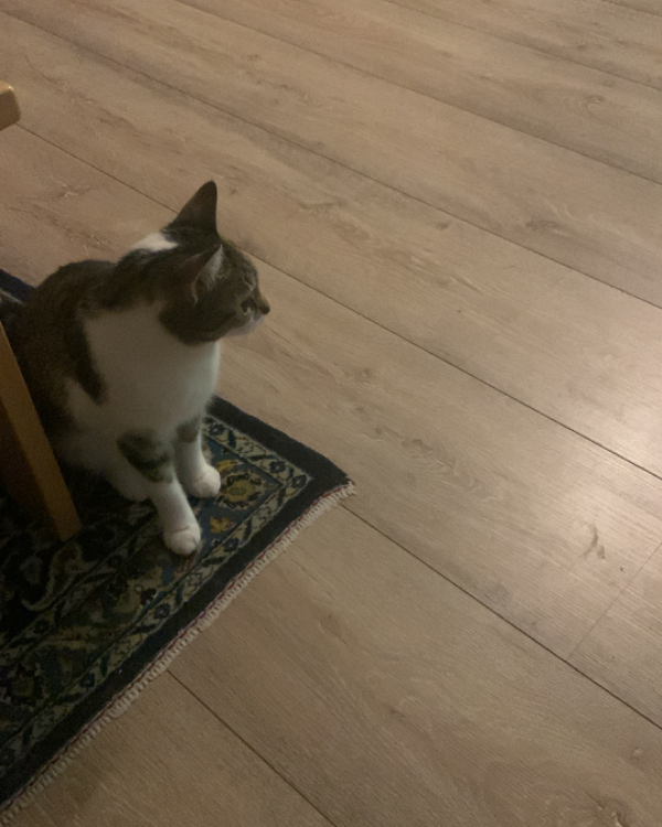 Missing Cat - Paderborn