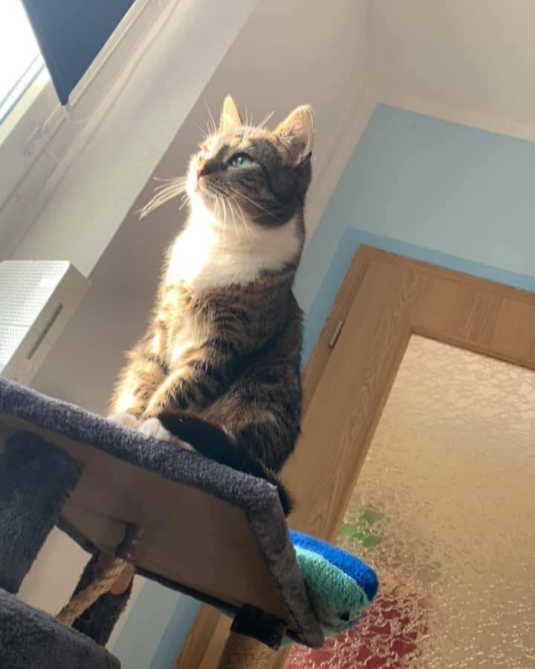 Missing Cat - Wernigerode