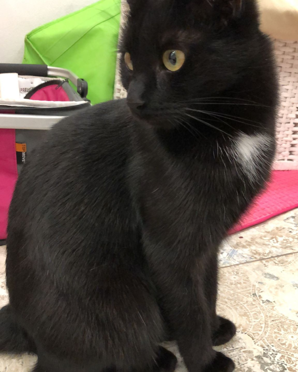 Missing Cat - Arnsdorf