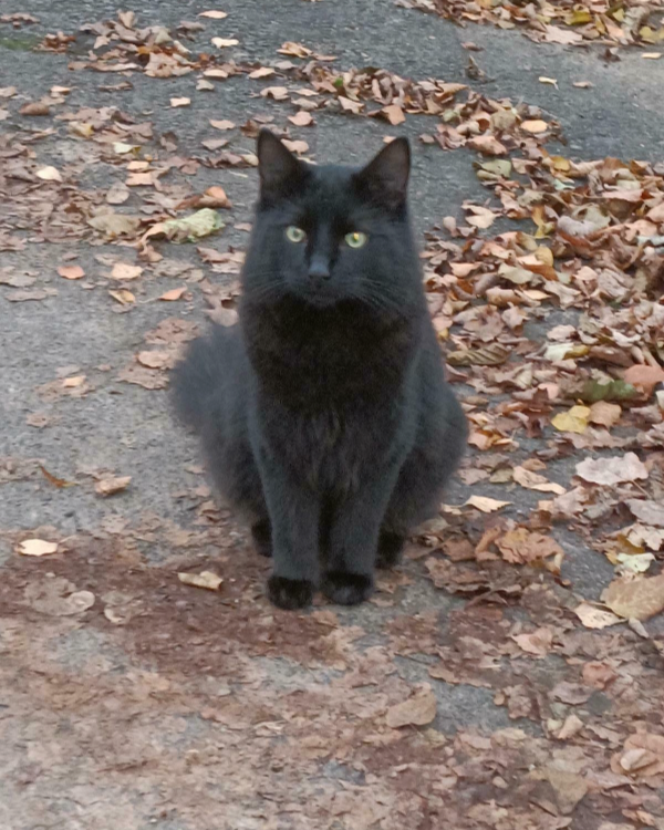 Missing Cat - Hünfeld