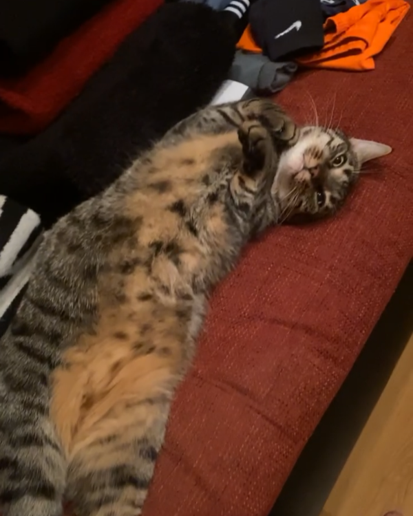 Missing Cat - großheubach