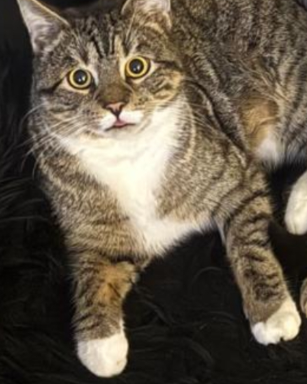 Missing Cat - Grünheide (Mark)