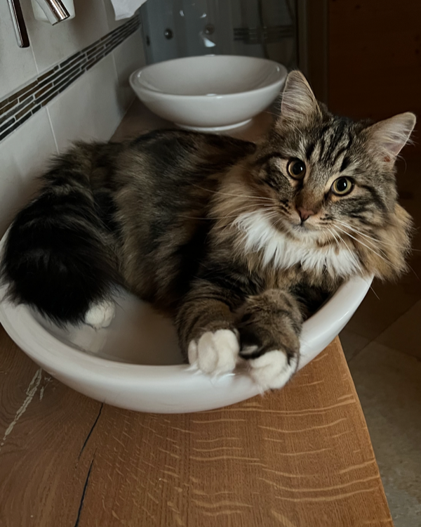 Found Cat - Arnbruck