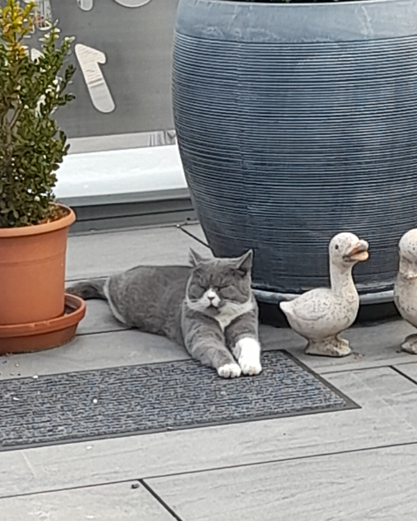 Missing Cat - Mechernich