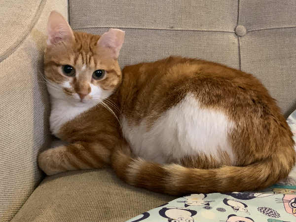 Missing Cat - Spittal an der Drau