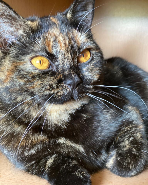 Missing Cat - Siegen