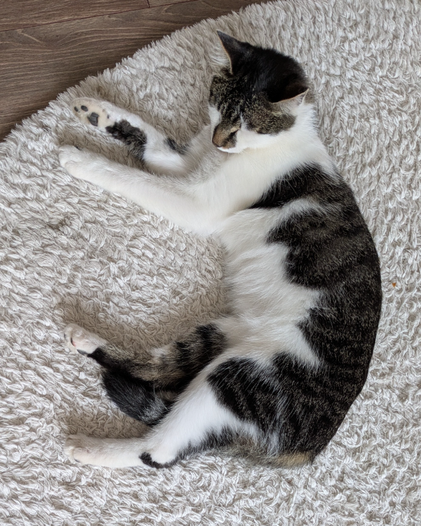 Found Cat - Neuhausen