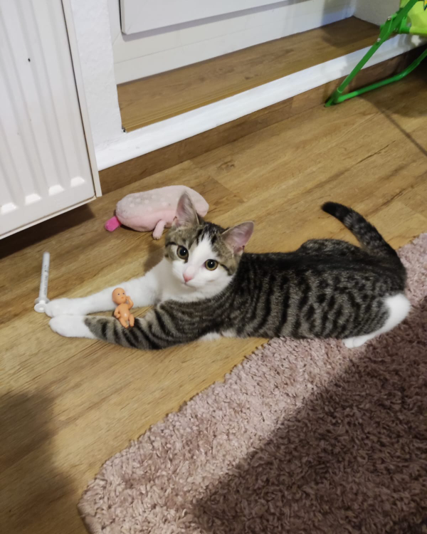 Missing Cat - Leinefelde-Worbis