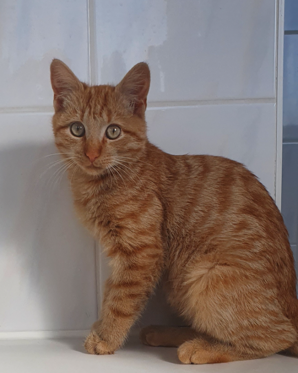 Missing Cat - Sudwalde