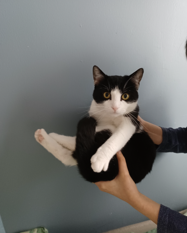 Missing Cat - Alsfeld