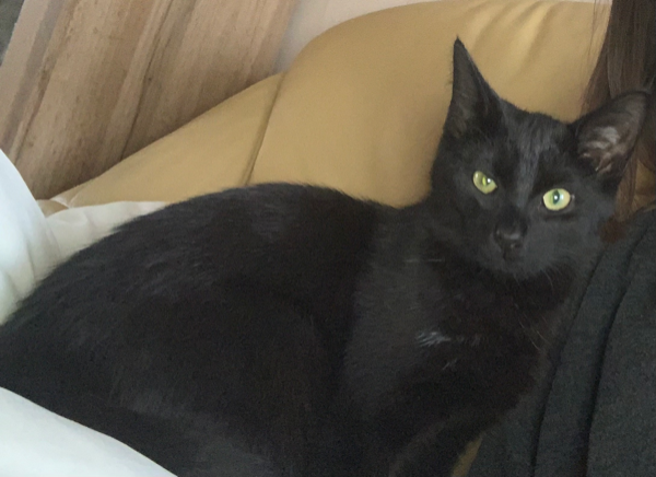 Missing Cat - Wesendorf