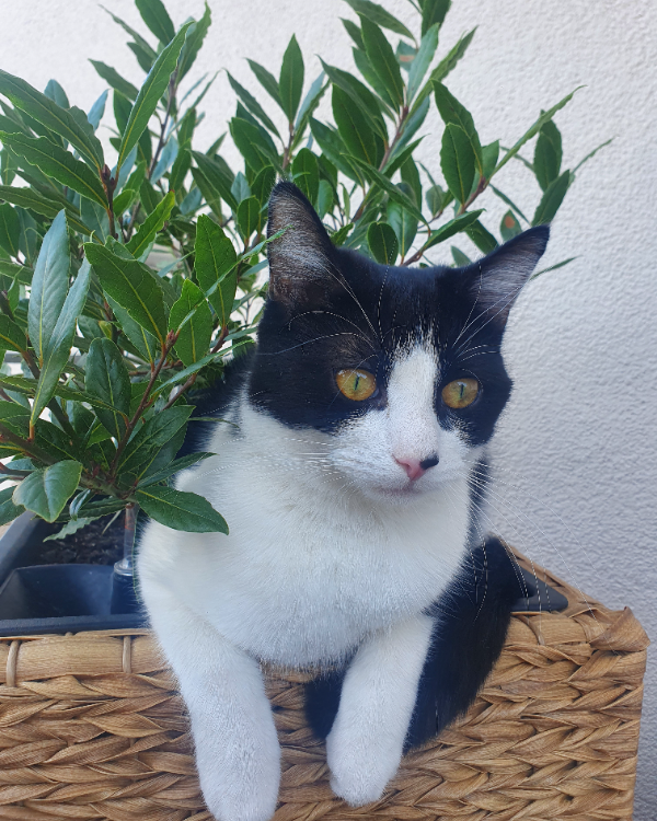 Found Cat - Jena (Wenigenjena)
