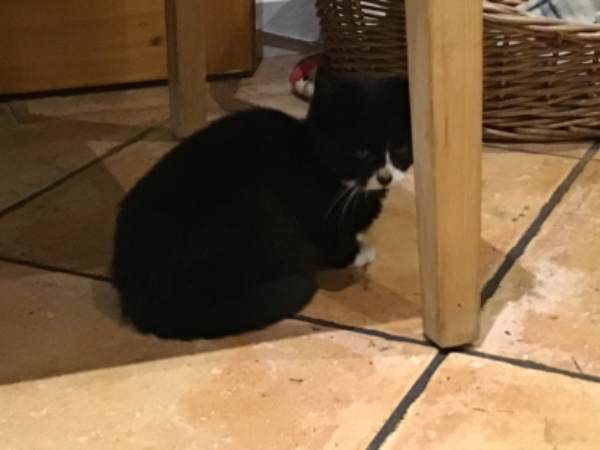 Missing Cat - Berlin