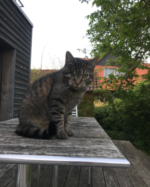 Missing Cat - Wittorf