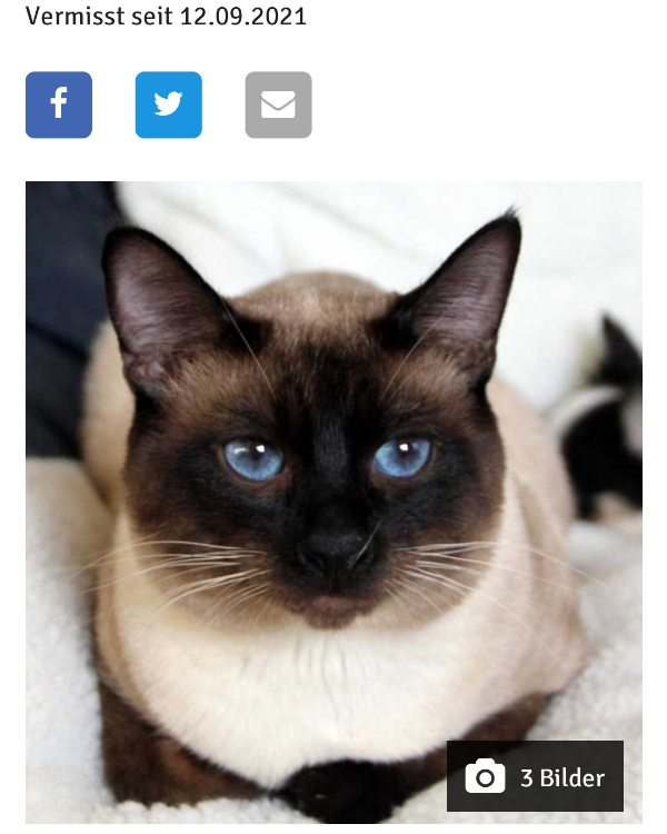 Missing Cat - Schwienau