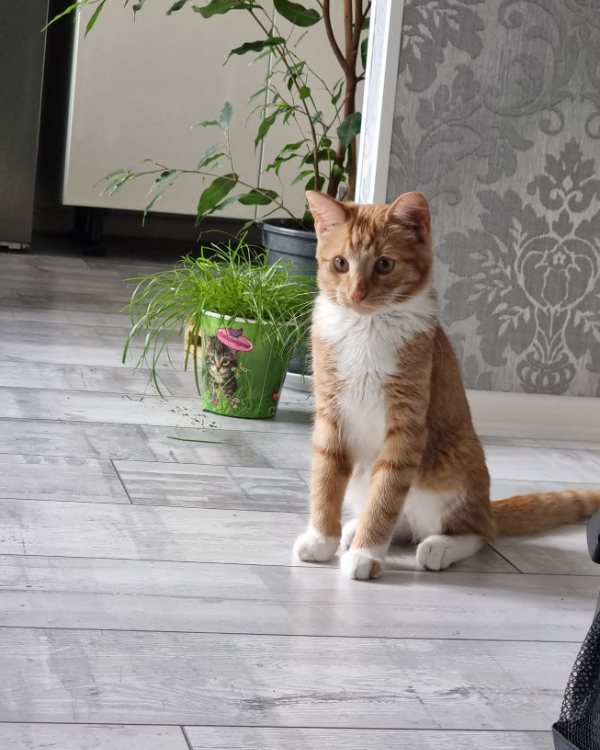 Missing Cat - Bitterfeld-Wolfen