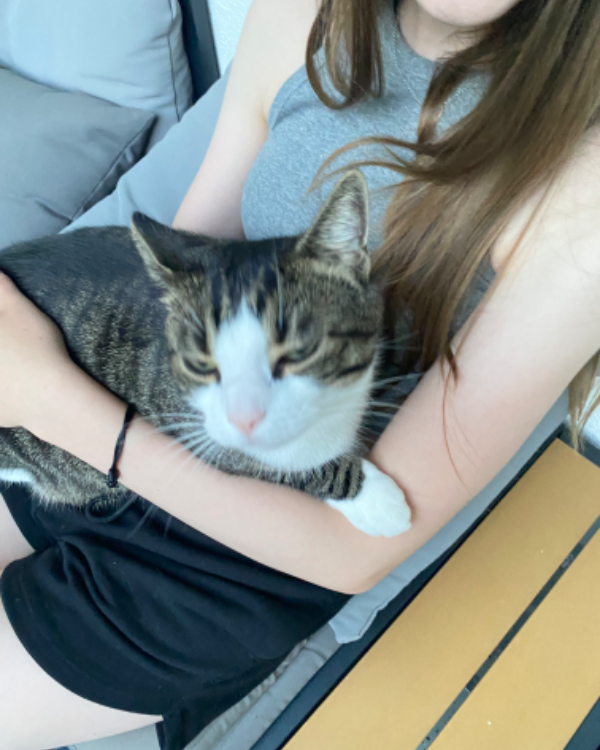 Missing Cat - Grömitz