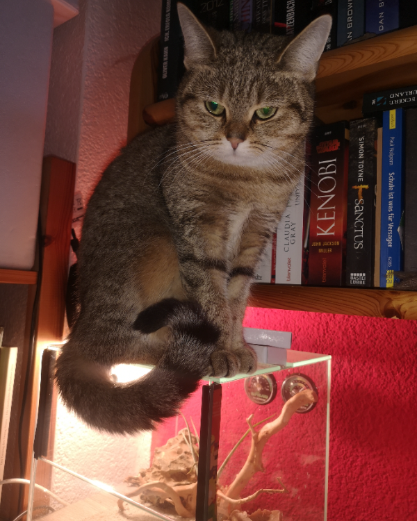 Missing Cat - Bahretal