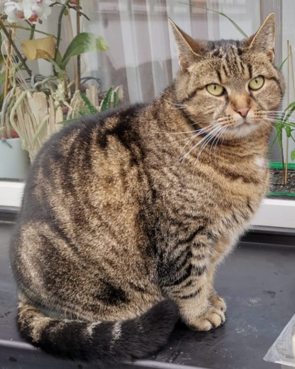 Missing Cat - Arnsdorf
