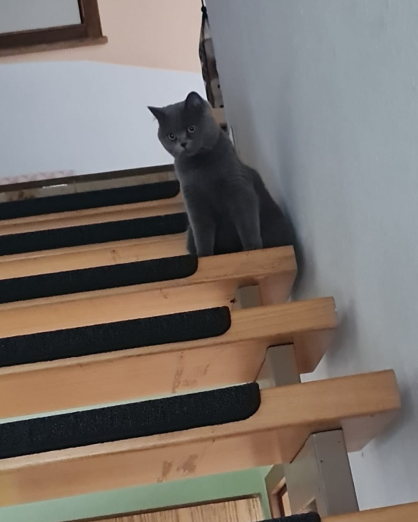 Missing Cat - Melbeck