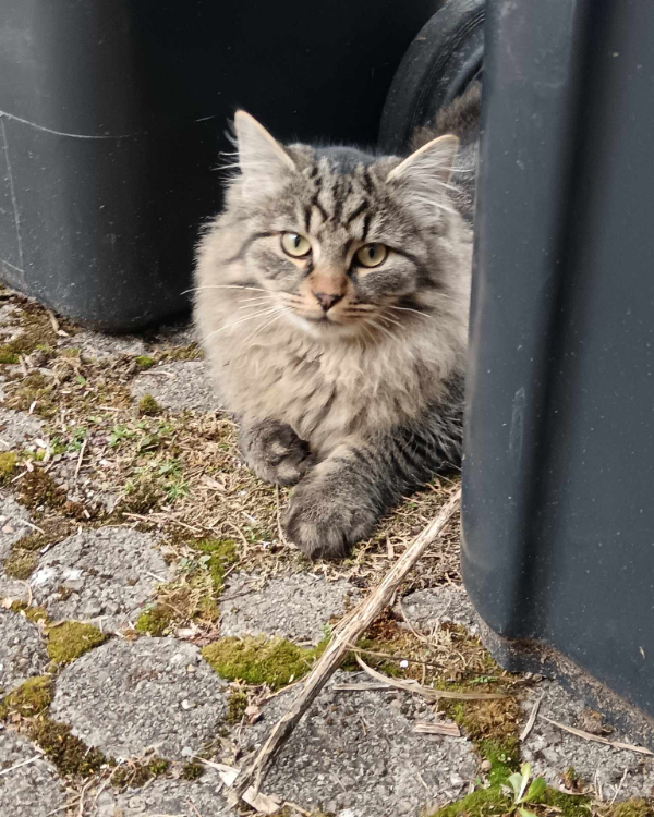 Missing Cat - Frittlingen