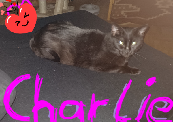 Missing Cat - Offenbach-Hundheim