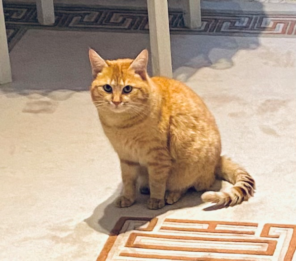 Found Cat - Jüterbog