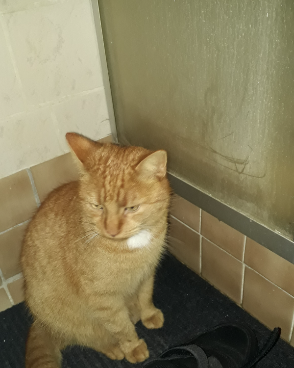 Missing Cat - Auerbach/Vogtland