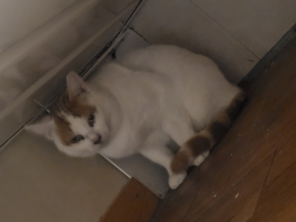 Missing Cat - Bellinzona