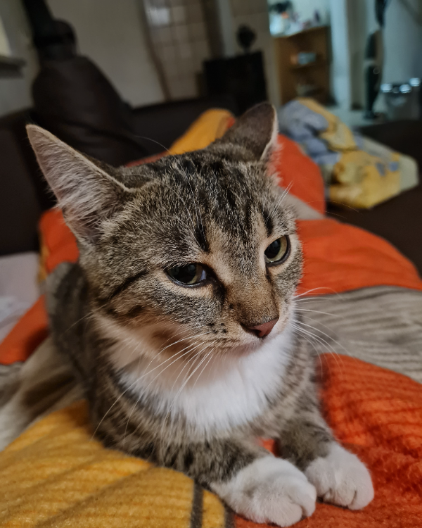 Missing Cat - Zadelsdorf