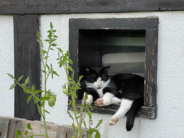 Missing Cat - Heudeber