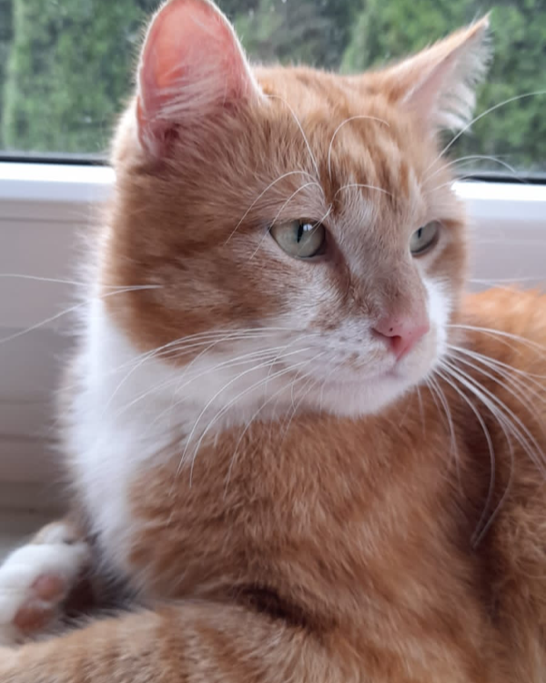 Found Cat - Oesterwurth