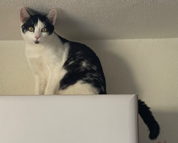 Missing Cat - Stráž