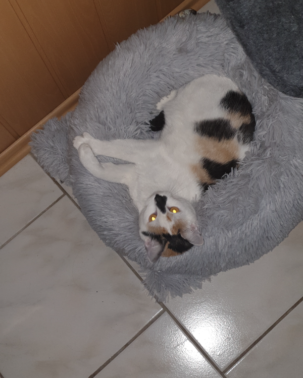 Missing Cat - Zuchau