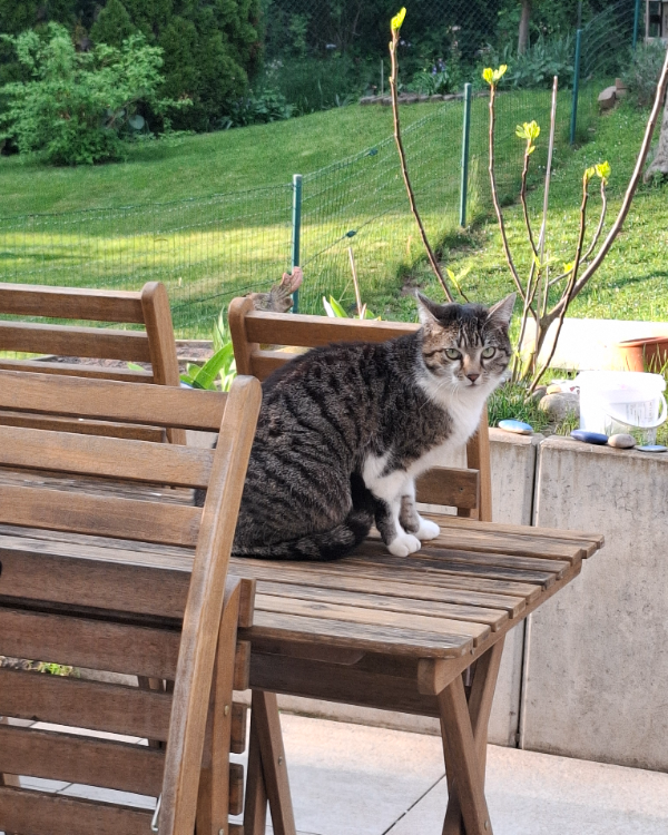 Missing Cat - Ober-Ramstadt
