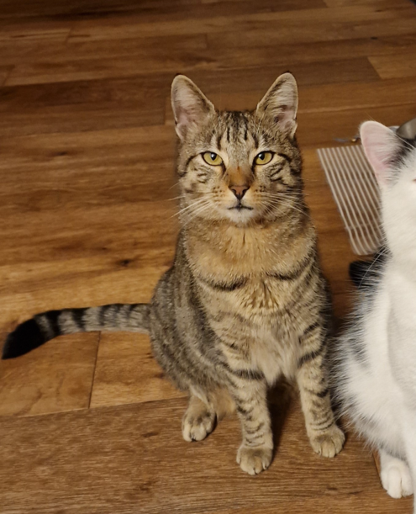 Missing Cat - Dietfurt an der Altmühl