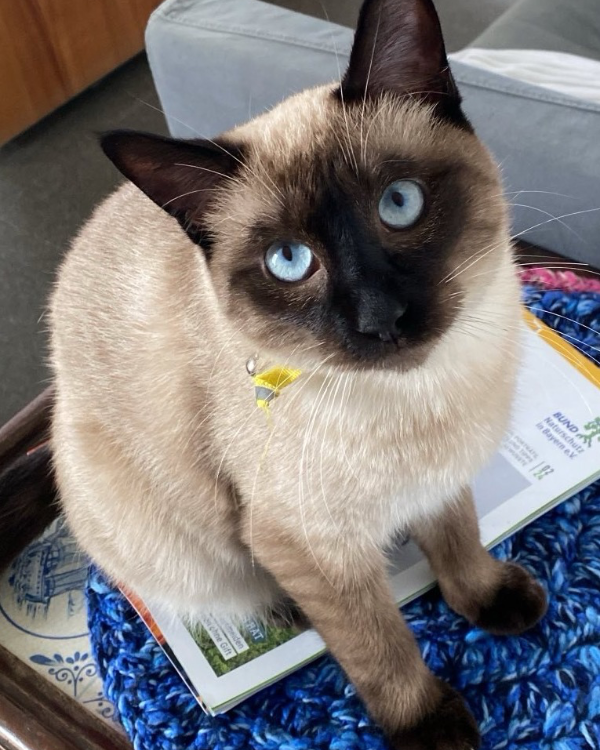 Missing Cat - Haßfurt