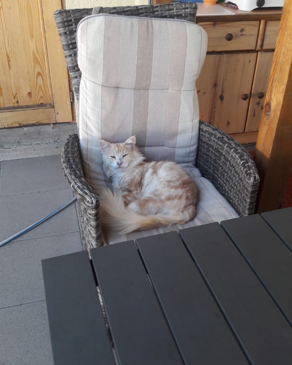 Missing Cat - Koserow