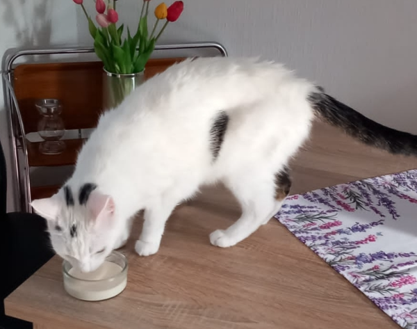 Missing Cat - Paderborn