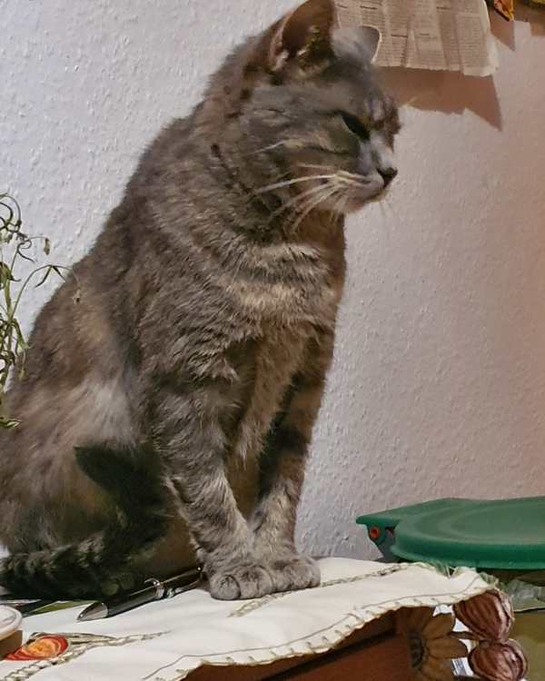 Missing Cat - Samtens