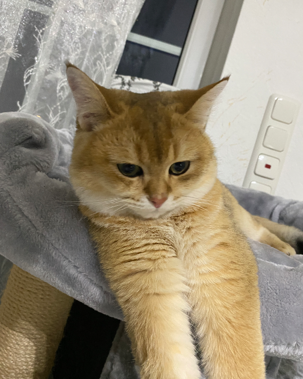 Missing Cat - Rietberg