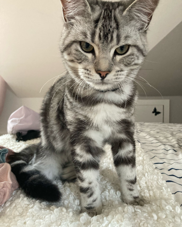 Missing Cat - Deinste