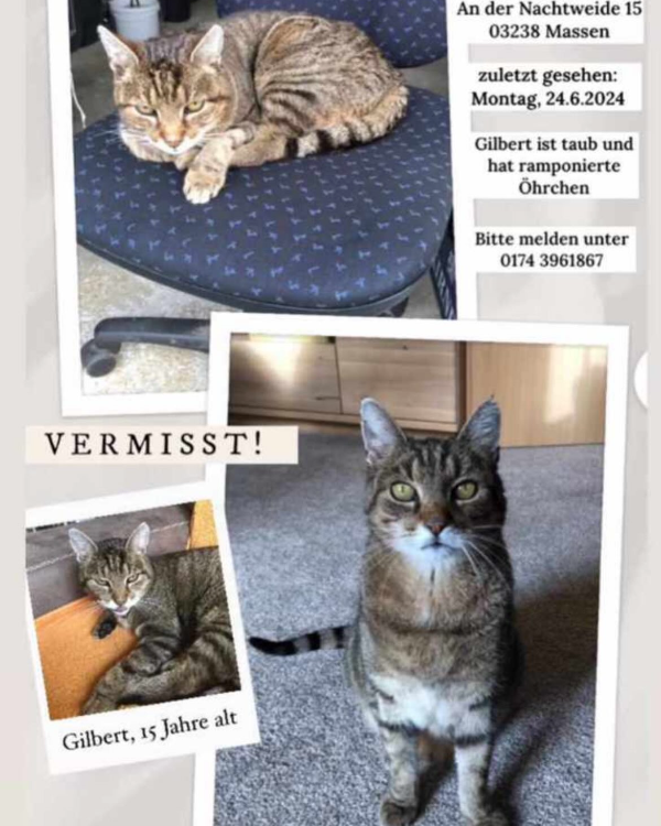 Missing Cat - Finsterwalde