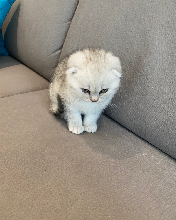 Missing Cat - Friedland