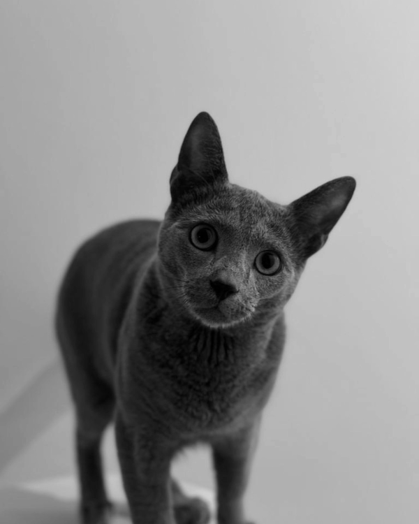 Found Cat - Römerberg