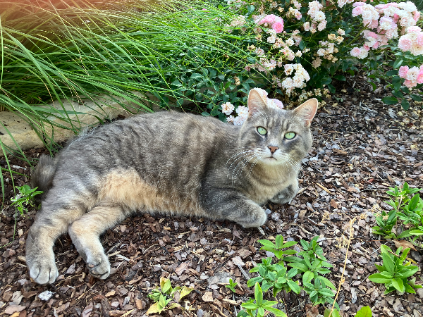 Found Cat - Pfullingen